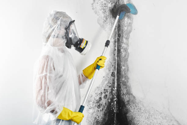 Best Crawl Space Mold Remediation  in Rice Lake, MN