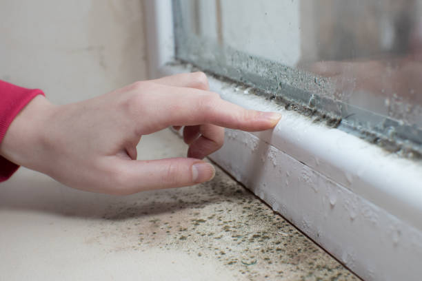 Best Attic Mold Removal  in Rice Lake, MN