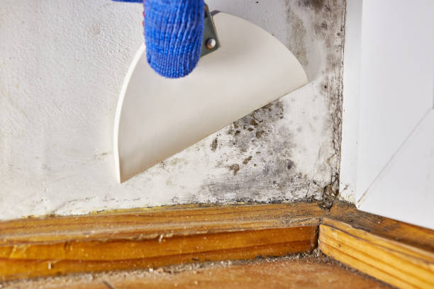 Trusted Rice Lake, MN Mold Removal Experts