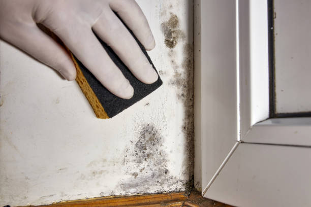 Best Air Quality Testing for Mold Spores  in Rice Lake, MN